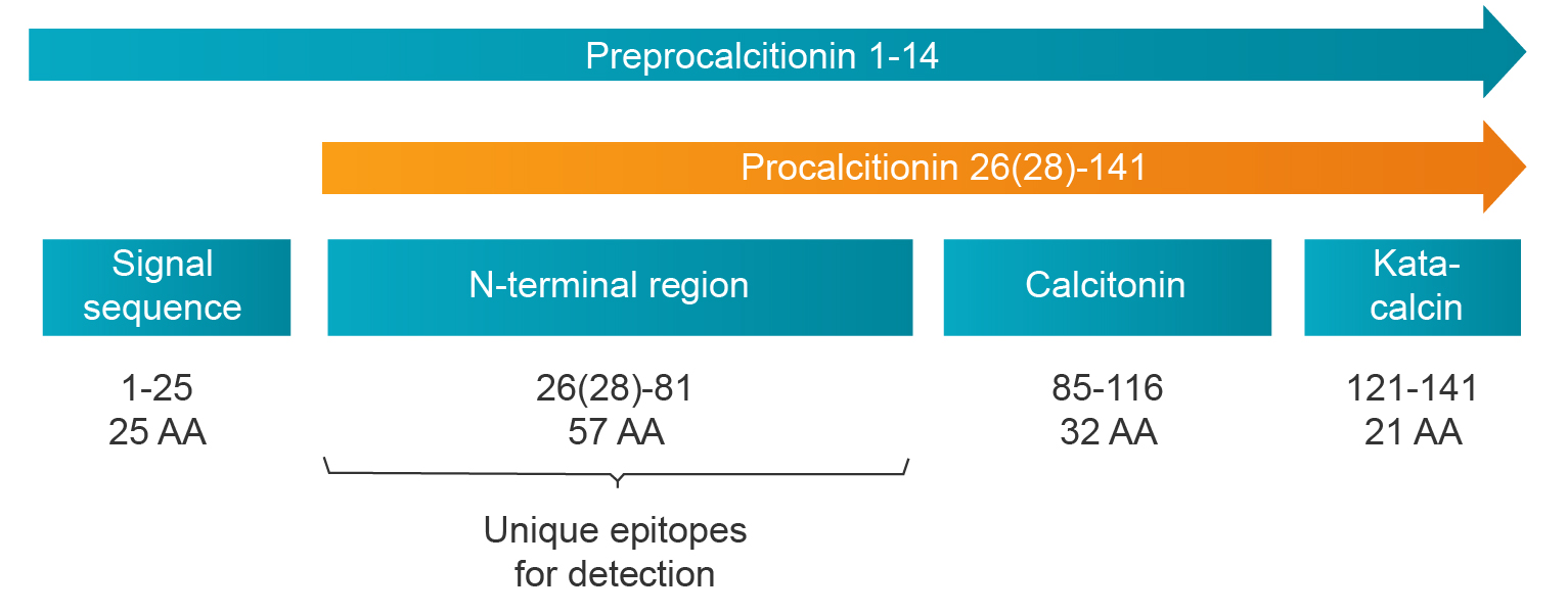 PCT structrue-OkayBio.jpg