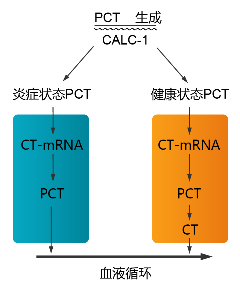 PCT change in blood-OkayBio.jpg